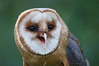 Schleiereule rufend Kopfportra