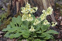 Schluesselblume v Baumstamm