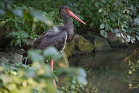 Schwarzstorch am Waldteich