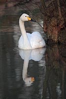 Singschwan Spiegelung HF