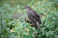 Sperber in Springkraut