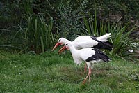 Storch 2 Altvoegel auf Wiese