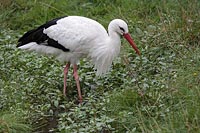 Storch in feuchter Wiese