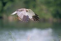 Rohrweihe b Fluegelabschlag