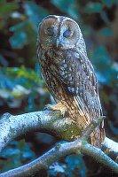 Waldkauz Augen geschlossen