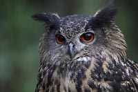 Uhu Kopfportrait