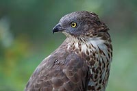 Wespenbussard Kopf gedreht