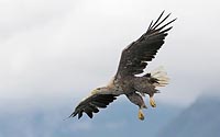 Seeadler im Abwaertsflug