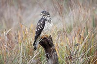 Wespenbussard sich umdrehend