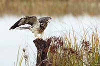 Wespenbussard vor Gewaesser