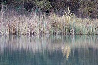 Schilfufer im Herbst