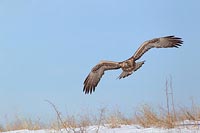 Steinadler im Flug ueb Hang
