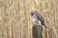 Turmfalke Fang anschauend