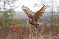 Uhu ueber Wiese im Herbst