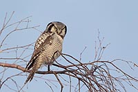 Sperbereule auf Birkenast