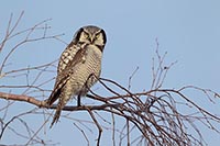 Sperbereule auf Birkenkrone