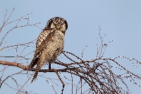 Sperbereule konzentrierter Bli