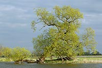 Weide mit frischem Gruen