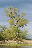 Weide vor dunklem Himmel