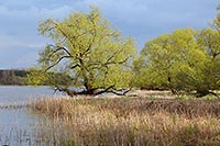 Weiden am Havelufer