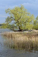 Weidenbaum am Havelufer