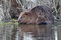 Biber m frischem Weidenzweig