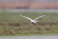 Lachmoewe ueb Feuchtwiese