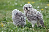 Waldkauz Aestlinge 1 stehend