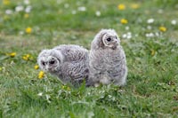 Waldkauz Aestlinge interessier