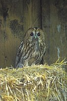 Waldkauz mit Maus auf Strohb