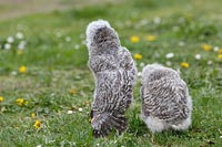 Waldkauz Aestlinge von hinten