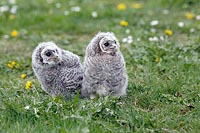 Waldkauz Junge neugierig