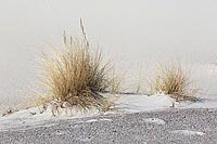 Gasbulte in weisser Duene