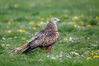Rotmilan auf Blumenwiese
