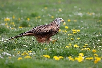 Rotmilan auf Wiese gehend