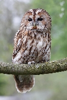 Waldkauz auf Ast HF