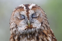 Waldkauz geschlossene Lider