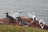 Basstoelpel Jung und Altvoegel