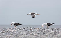 Heringsmoewen am Kiesstrand