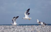 Heringsmoewen am Kuestensaum