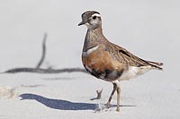 Mornellregenpfeifer aufmerksam