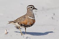 Mornellregenpfeifer im Sand