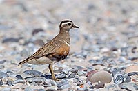 Mornellregenpfeifer stehend