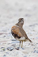 Mornellregenpfeifer vorgestrec