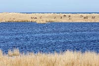 Darsser Ort mit Rothirschen