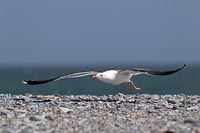 Heringsmoewe Kiesstrand starte