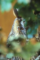 Waldohreule Kopfportrait