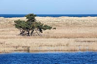 Kiefer im Schilf Dar�er Ort