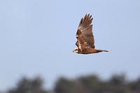 Rohrweihe i Flug von d Seite