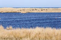 Rothirsche im Schilf Dar�er Or